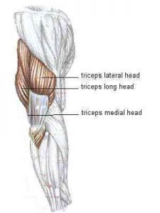 Triceps is two thirds of the arm personal training